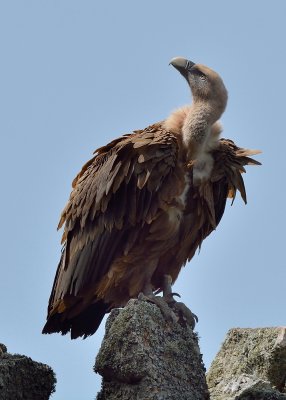 Griffon Vulture