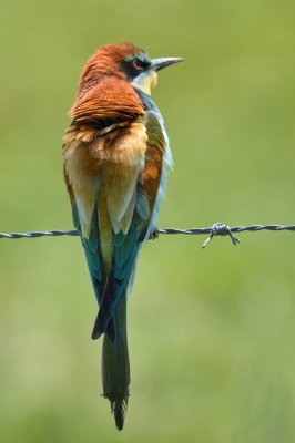 Bee-eater