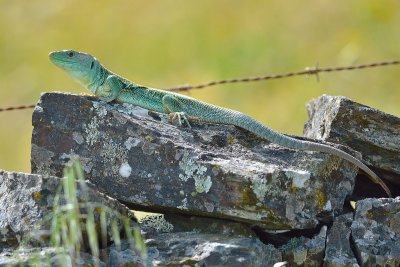 Ocellated Lizard