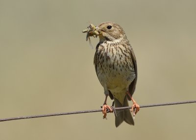 Corn Bunting