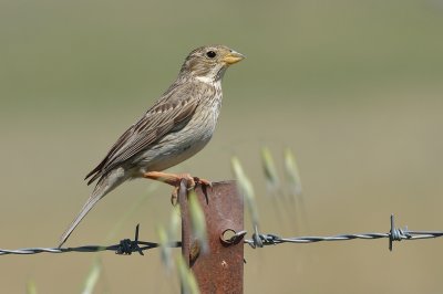 Corn Bunting