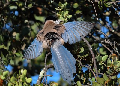 Azure-Winged Magpie