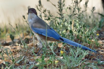 Azure-Winged Magpie