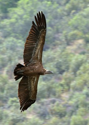 Griffon Vulture