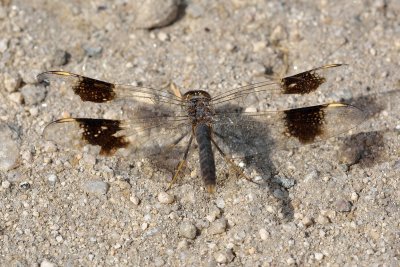 Banded Groundling (male)