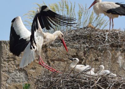 White Stork