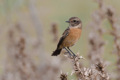 Stonechat female 