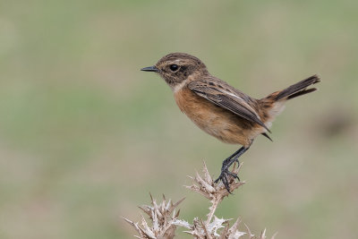 Stonechat female 