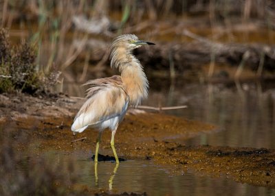 Squacco Heron