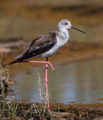 Black winged Stilt