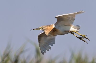 Squacco Heron