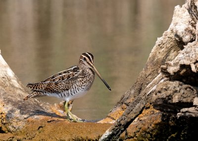 Common Snipe