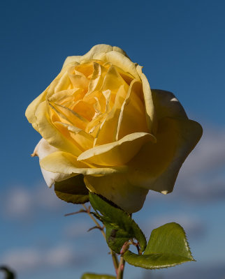 Rose, Generalife Gardens