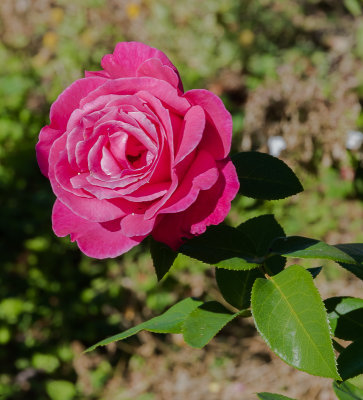 Rose, Generalife Gardens