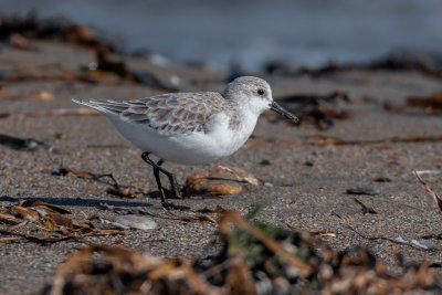 Sanderling