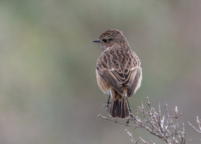 Stonechat (female)