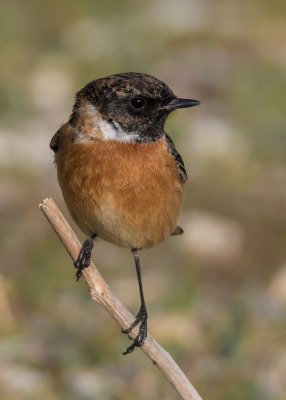 Stonechat (male)