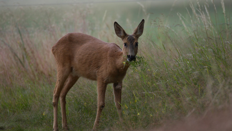 roe deer