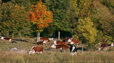 cattles on a sunny autumn day
