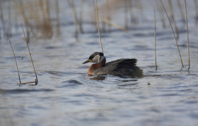 grebe