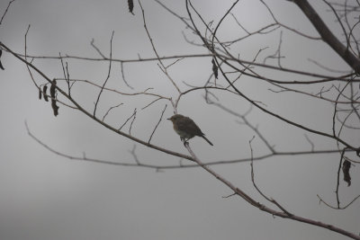 bird in the misty an early morning