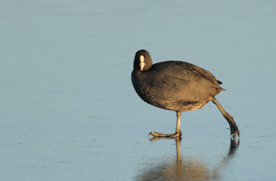 coot