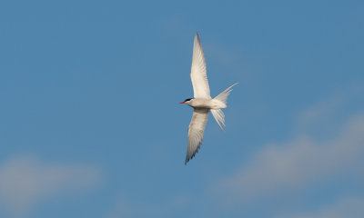 tern