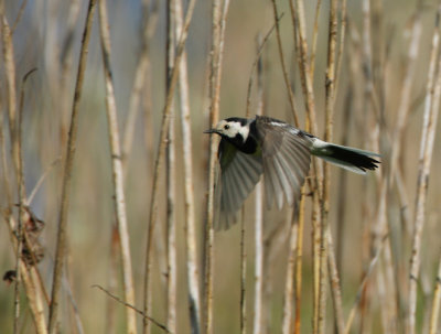 in flight