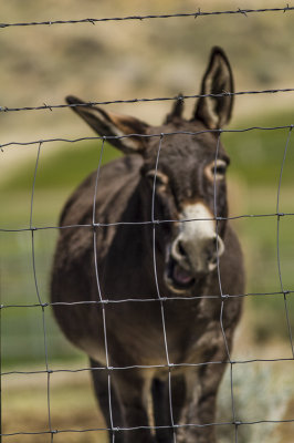 donkey 5794.jpg