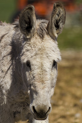 Donkey white 5770.jpg