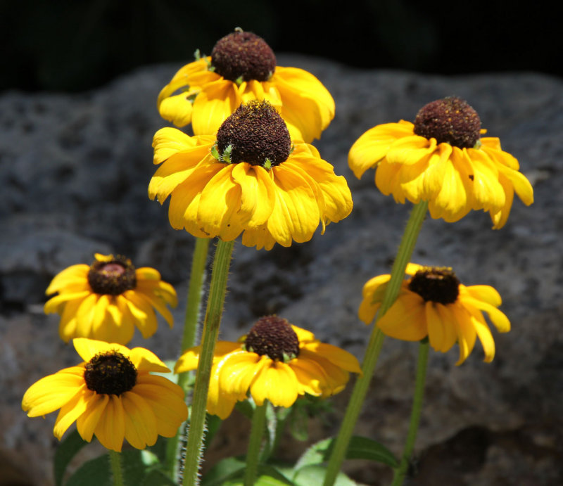Home-Garden_11-7-2014 (38).JPG
