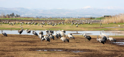 Agamon-Hahula_5-3-2012 (221).JPG