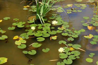 Nahariya-Botanical-Garden_17-4-2013 (76).JPG