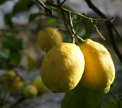 Lemon-1-2-2014 (3).JPG