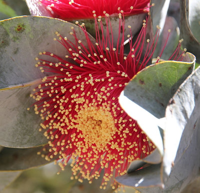 Ilanot-Arboretum_30-4-2014 (40).JPG