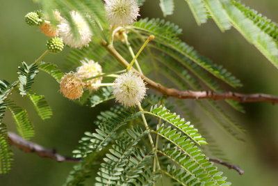 Ilanot-Arboretum_30-4-2014 (137).JPG