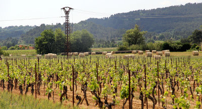 Provence1_18-5-2014 (40).JPG