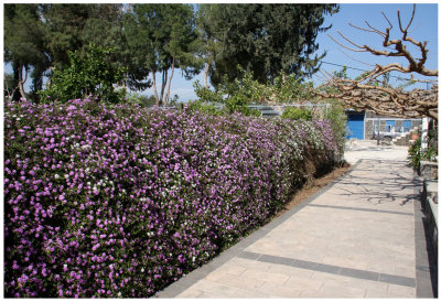 Kfar-Nahum_13-3-2009 (49).jpg