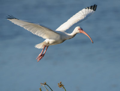 Florida birds 2014 Viera wetlands