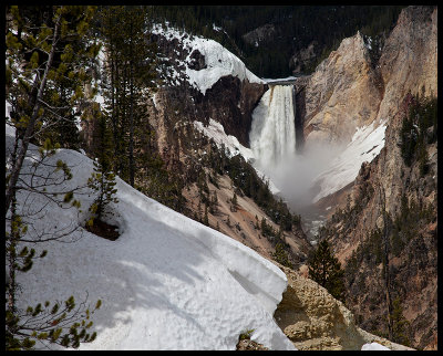 Spring comes to Yellowstone