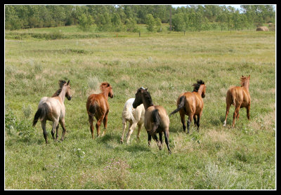 Horses on never tilled prairie, North Dakota