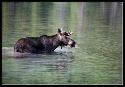 Moose feeding, Glacier Park