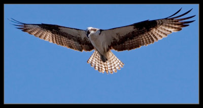 Osprey over the Fire Hole River, Yellowstone Park