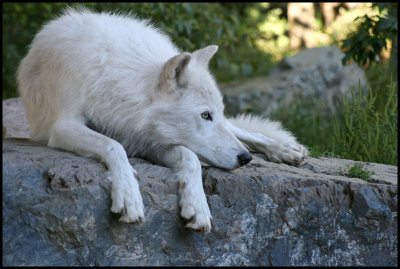 Timber wolf, Ely, Minnesota