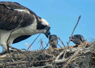 Osprey family, Florida