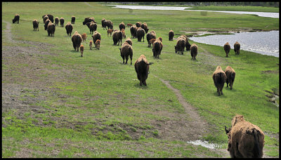 Bison on the move, Yellowstone Park