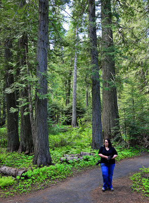 Devoto Memorial Cedar Grove on the Lolo Trail (U.S. 12), Idaho