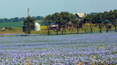 Field of blue, North Dakota