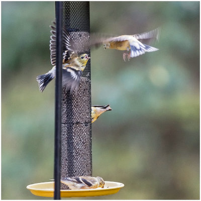 Disagreement at the feeder