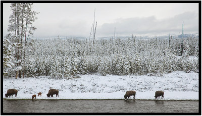 Madison River, Yellowstone National Park